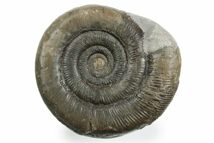 Jurassic Ammonite (Dactylioceras) Fossil - England #354086